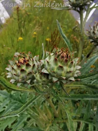 Artisjok [Cynara scolymus L]